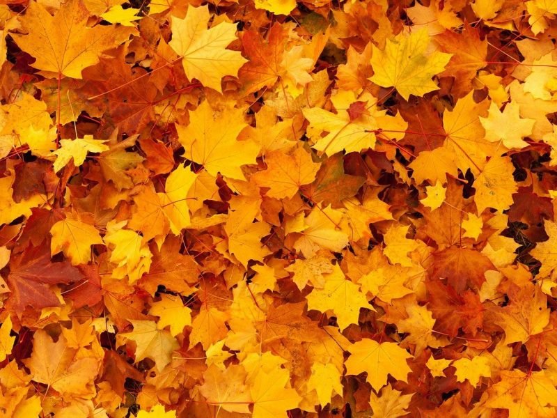 autumn leaves
